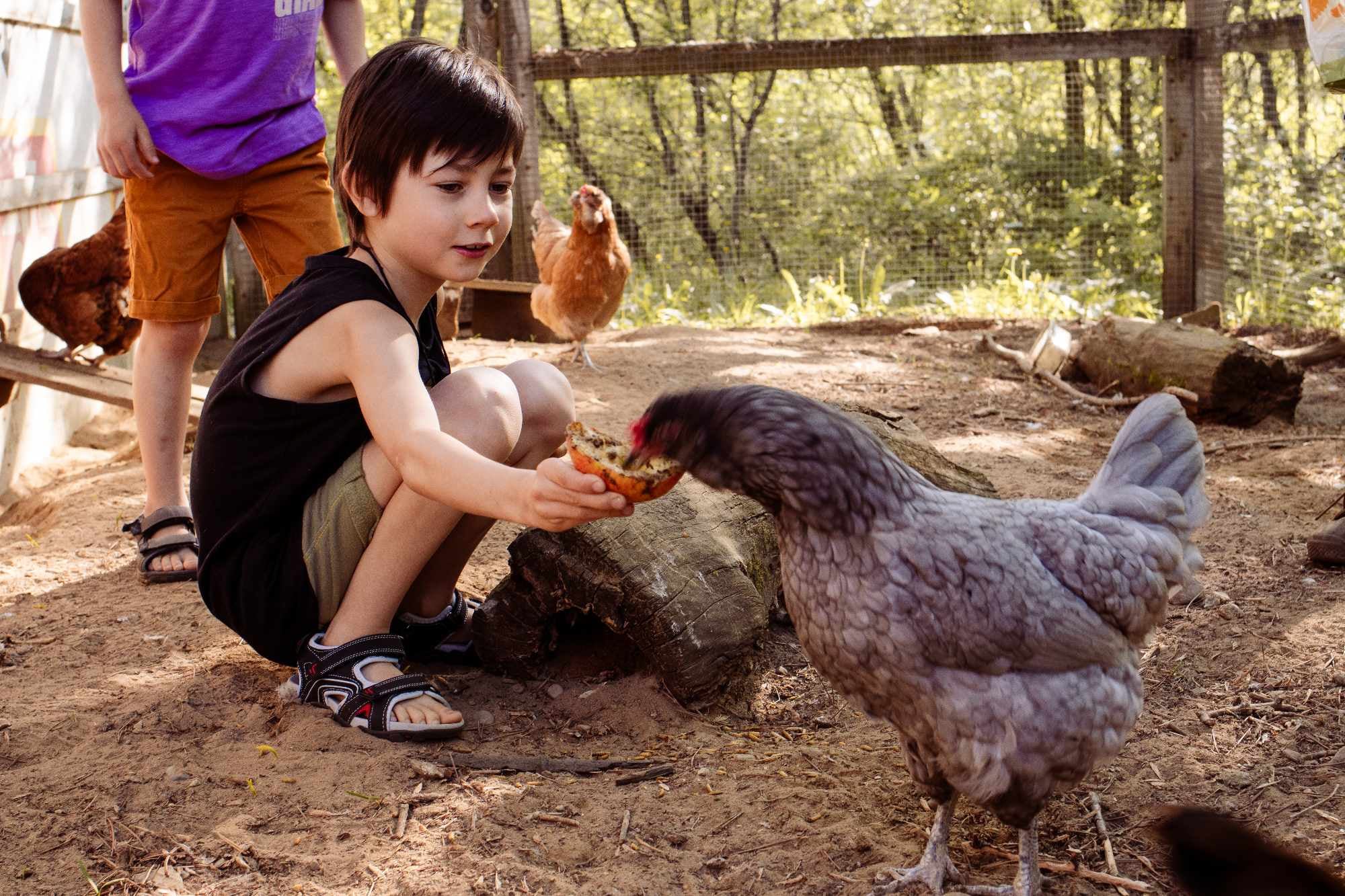 Un jeune garçon vêtu d'un débardeur noir et d'un short kaki est accroupi sur de la terre battue et offre un morceau de pain ou de brioche à une grosse poule gris ardoise. La poule picore directement la nourriture dans la main de l'enfant. À l'arrière-plan, on voit les jambes d'un autre enfant et deux poules rousses à l'intérieur d'un enclos extérieur rustique.
