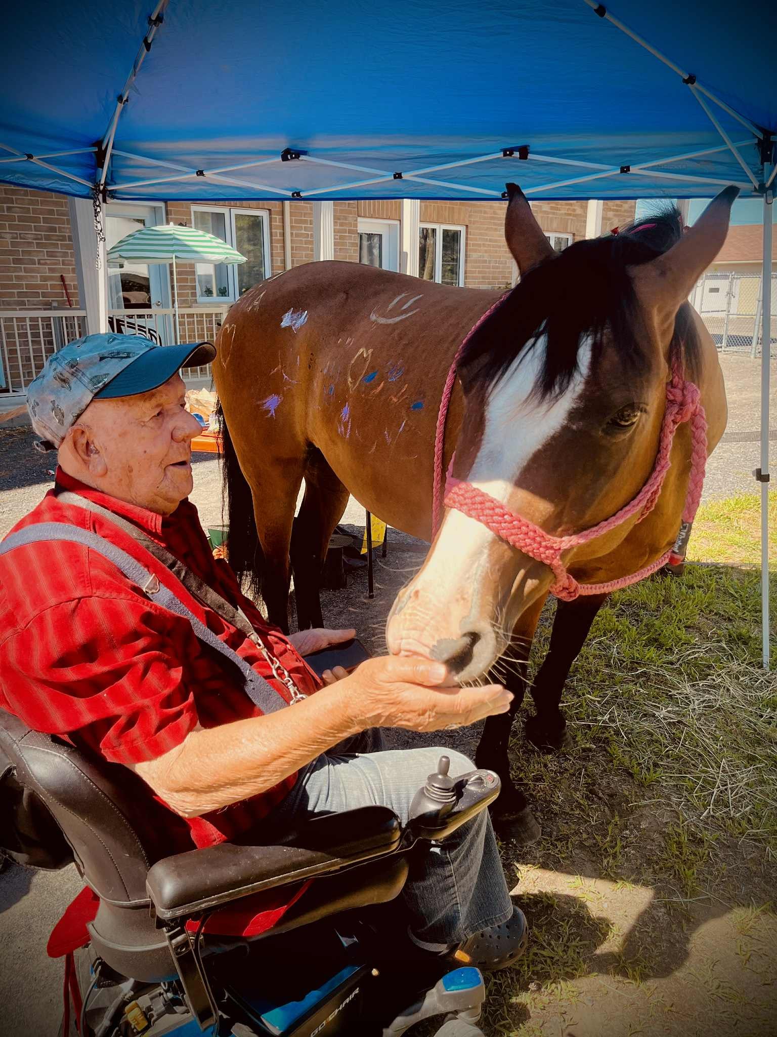 Un homme âgé portant une casquette et une chemise rouge à carreaux est assis dans un fauteuil roulant électrique et tend la main vers le museau d'un cheval brun clair qui se penche pour le sentir. Le cheval porte un licou rose et présente des marques de peinture temporaire sur son corps. La scène se déroule à l'extérieur, sous un auvent bleu, avec un bâtiment en briques en arrière-plan.